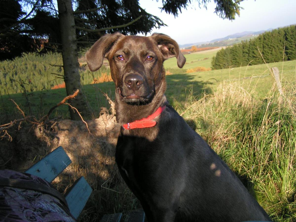 Fewo Talula - Sauerland Mit Hund Apartment Medebach Exterior foto